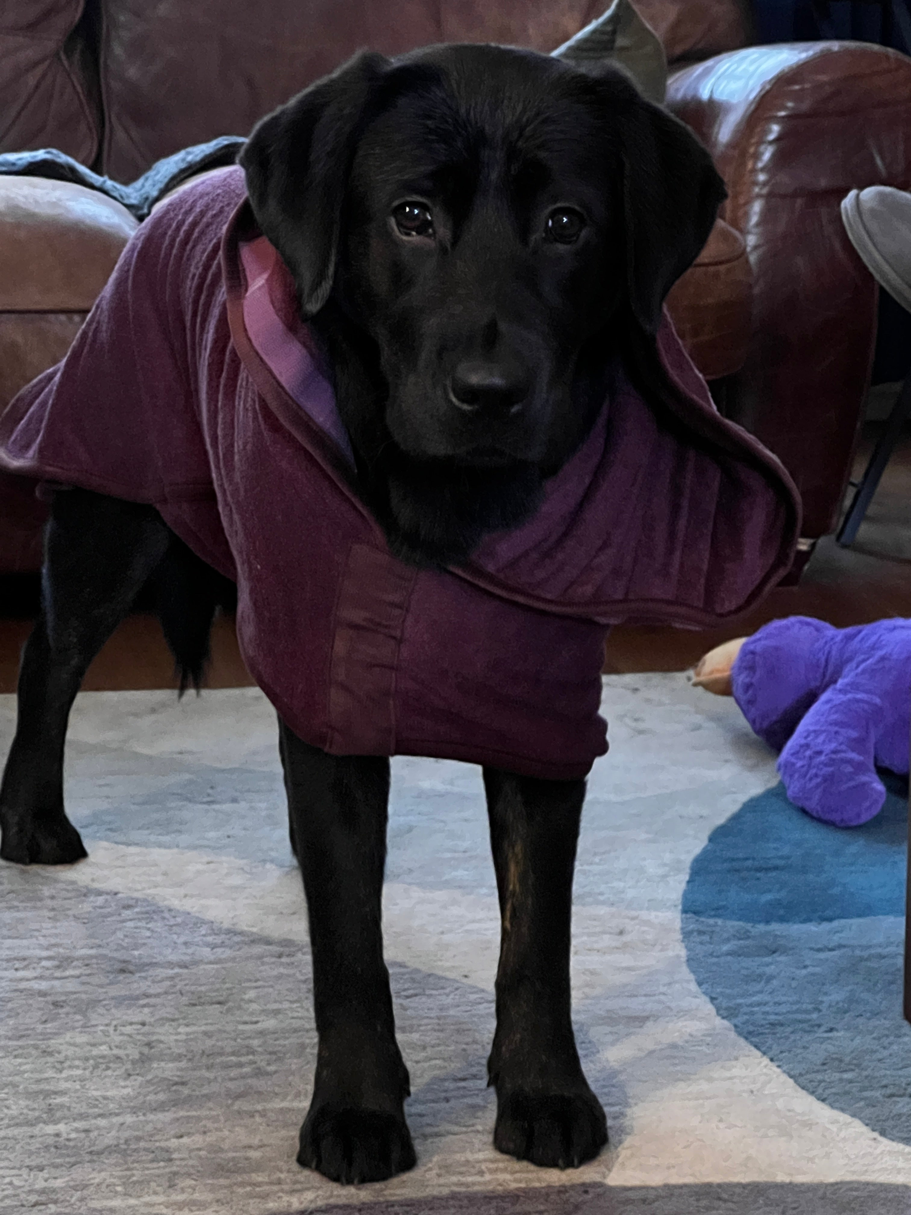 A black Labrador puppy stands in front of a brown leather settee, she's wearing a burgundy towelling jacket.